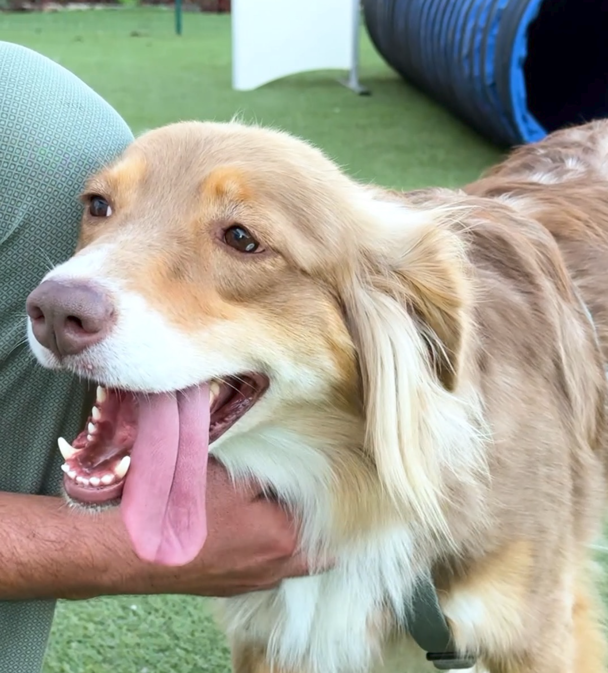 il-cane-che-non-conosci-5-verita-sorprendenti-per-una-felicita-specie-specifica