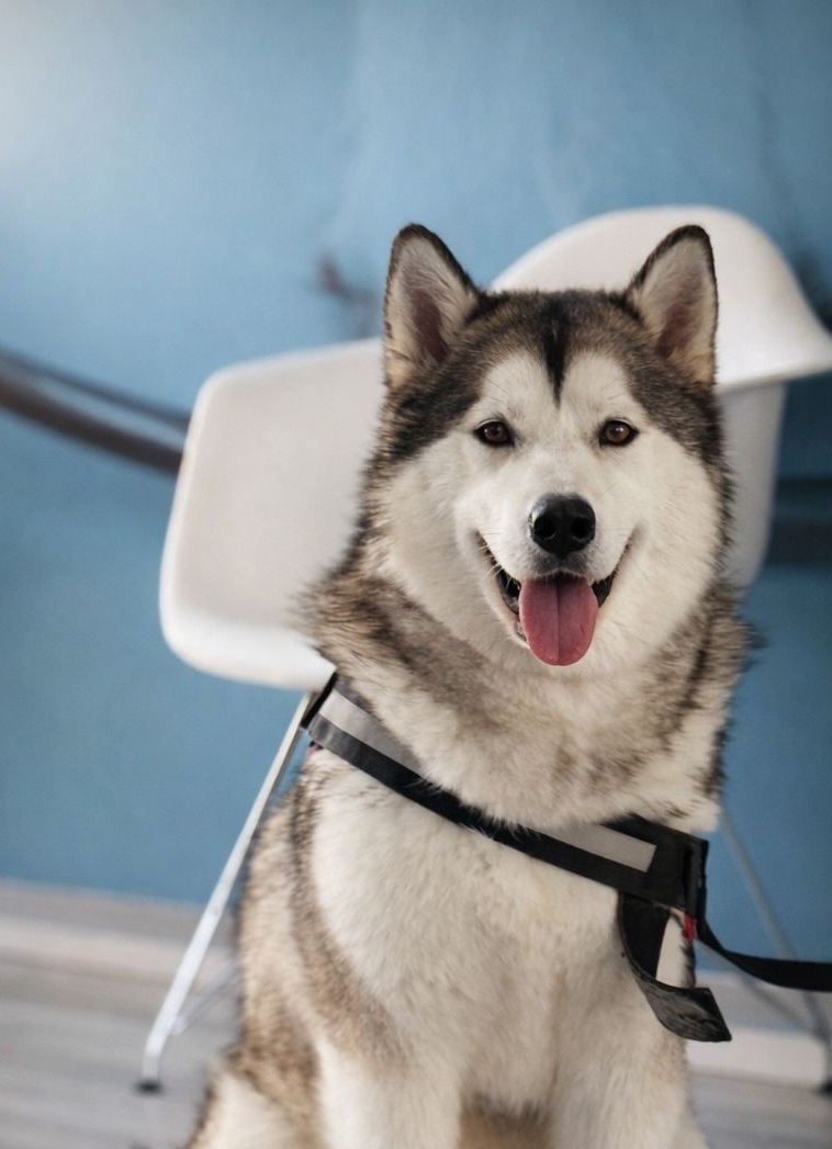 Approfondimento: Il cane che non conosci: 5 verità sorprendenti per una felicità specie-specifica