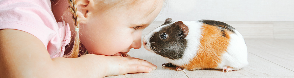 cavie-cure-e-alimentazione-per-il-loro-benessere