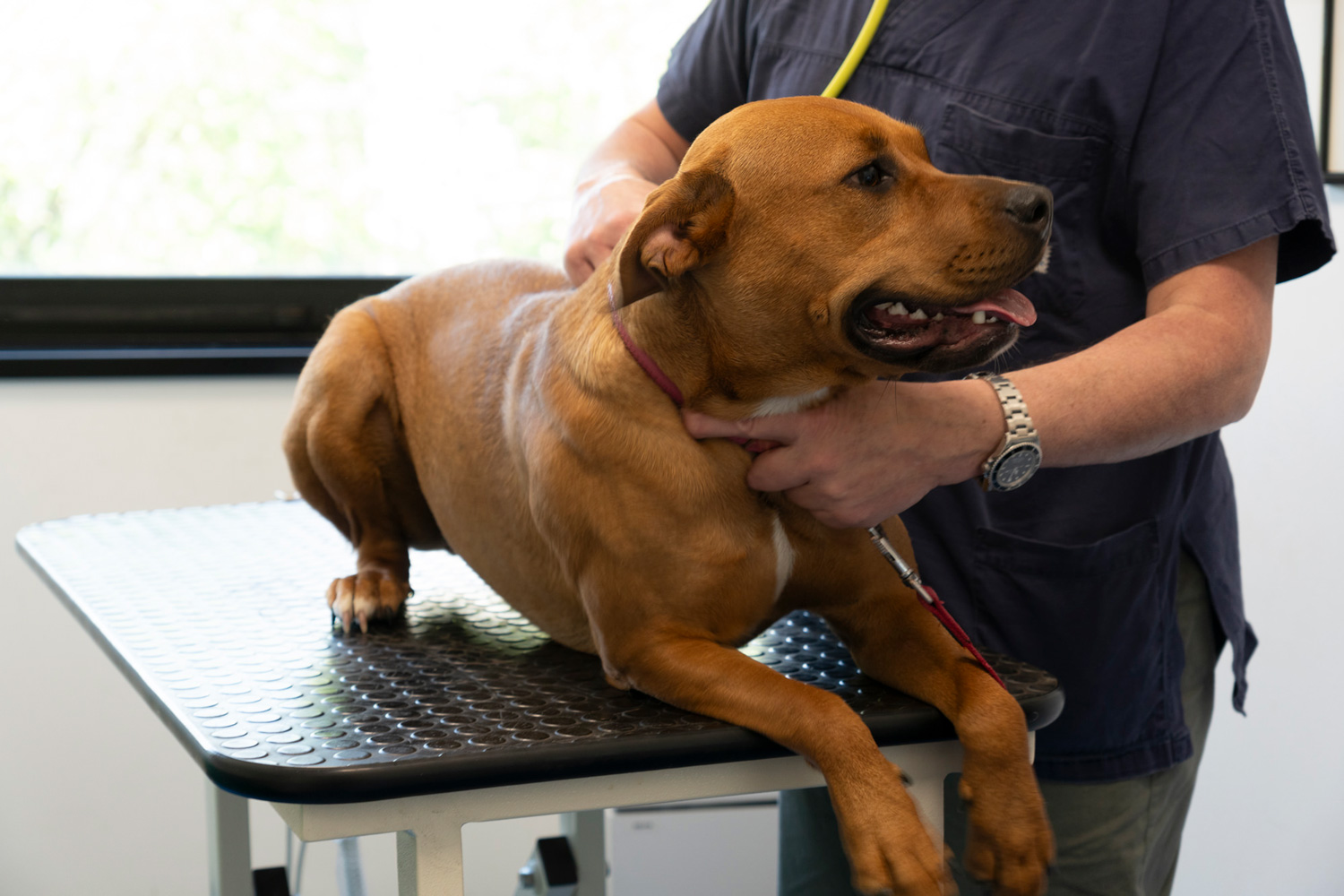 Disponibile 24 ore su 24 nelle sedi di Milano e Verano Brianza per emergenze e urgenze