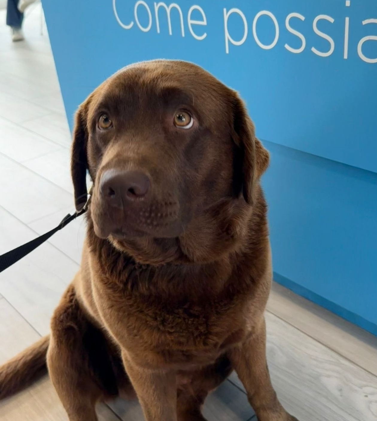 Approfondimento: Cane: come somministrare i farmaci prescritti?