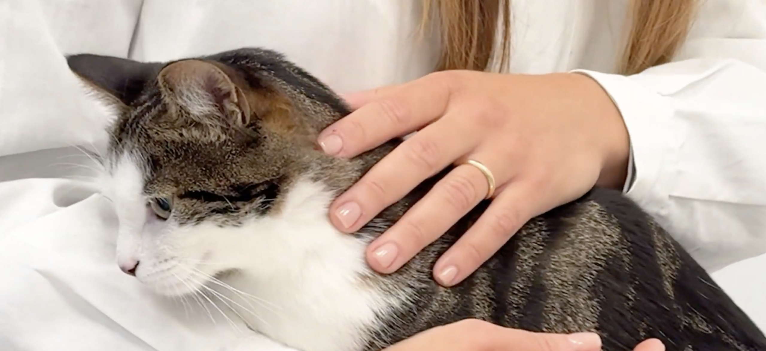 Un approccio completo alla salute veterinaria